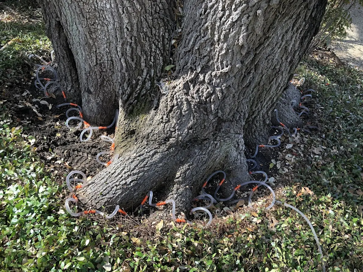 Detailed Tree Cabling and Bracing job site in Imler