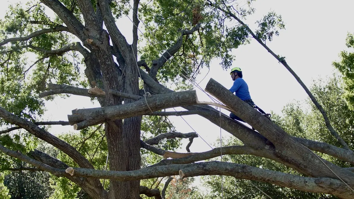 Professional Crown Thinning performed by certified arborists in Imler