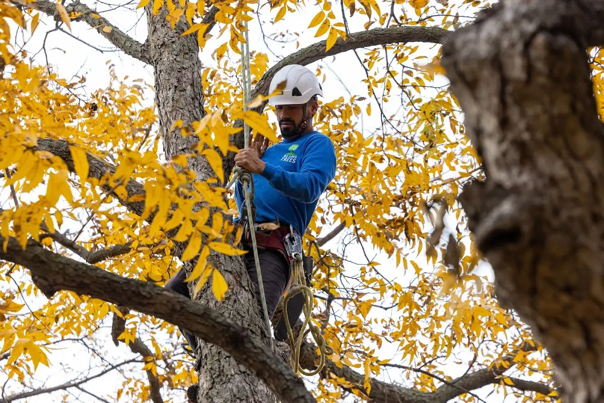 Skilled Storm Damage Cleanup crew working in Imler